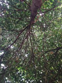 Low angle view of trees in forest