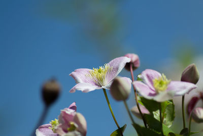 Close-up of pink flowering plant