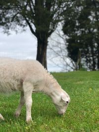 Sheep grazing in a field