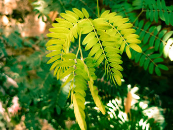 Close-up of yellow leaves on field