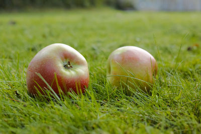 Close-up of apples on grassy field