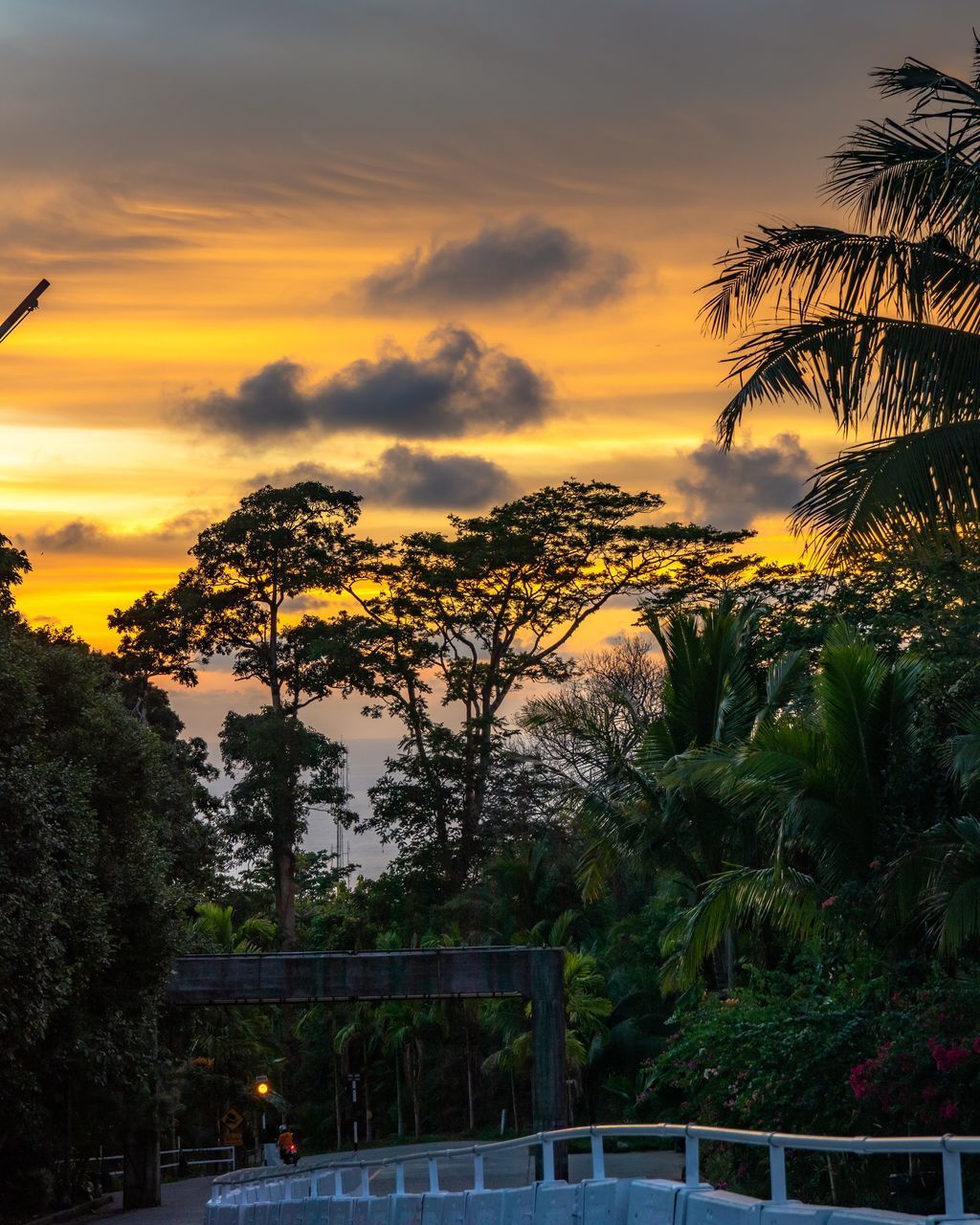 PLANTS AND TREES AGAINST ORANGE SKY