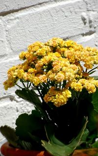 Close-up of yellow flowering plant in vase