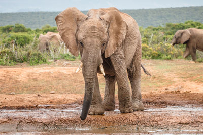 Elephants on land