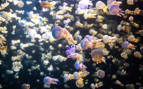 View of fish swimming in sea