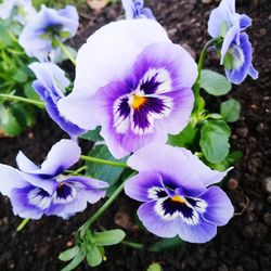 Close-up of purple crocus blooming outdoors