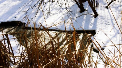 Dry plants on lake against sky during winter