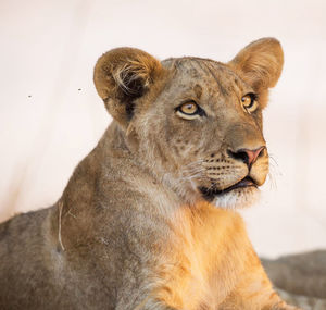 Portrait of a cat looking away