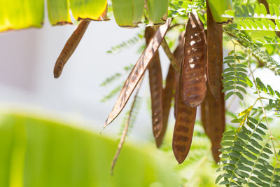 Low angle view of plant hanging from tree