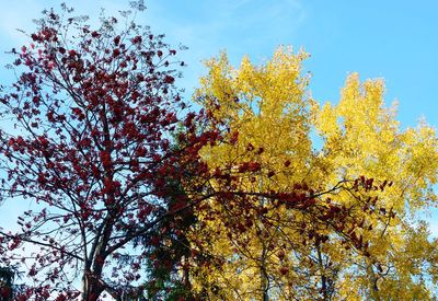 Low angle view of yellow flower tree