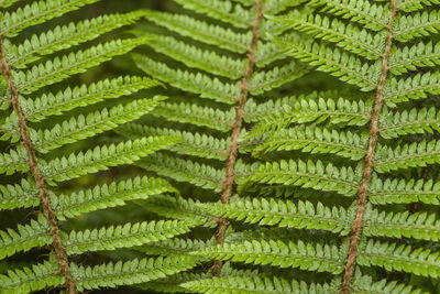 Natural background variety of green ferns in the botanical garden