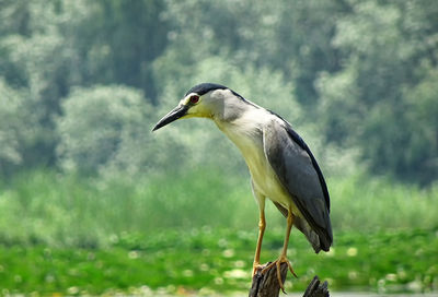 Close-up of gray heron