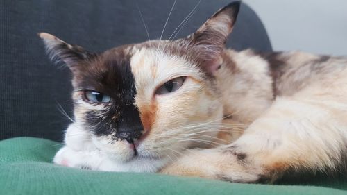 Close-up of cat resting on sofa