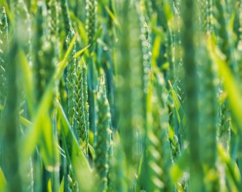 Close-up of wheat crops growing on field