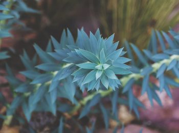 Close-up of plant