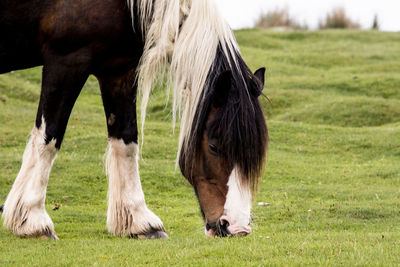 Horses in a field