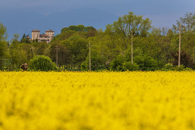 Scenic view of field by trees against sky