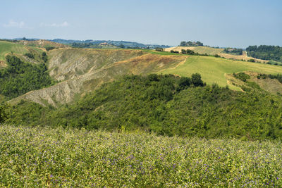 Scenic view of agricultural field against sky