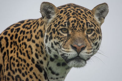 Close-up portrait of tiger