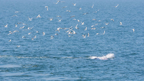 View of birds swimming in sea