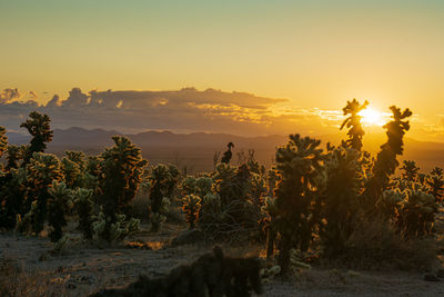 Scenic view of cactus on field against sky during sunset