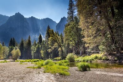 Scenic view of river amidst trees in forest against sky