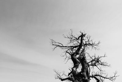 Low angle view of bare tree against sky