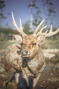 Close-up of deer on field