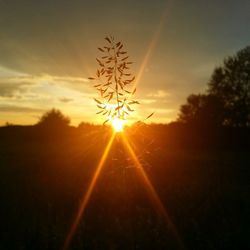 Sun shining through trees