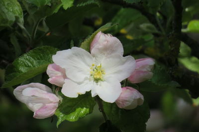 Close-up of pink flowering plant