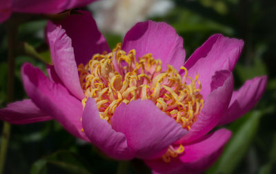 Close-up of pink flowering plant