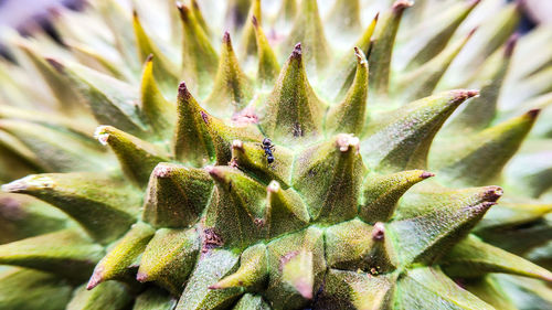 Close-up of succulent plant