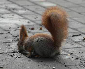 Close-up of rabbit