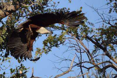 Low angle view of bird flying against the sky