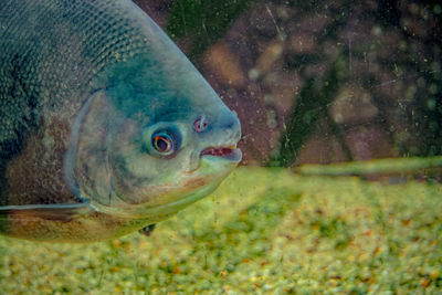 Close-up of fish swimming in sea