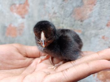 Close-up of a hand holding a bird