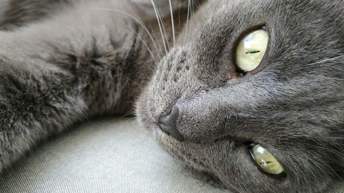 Close-up portrait of cat lying down