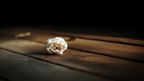 Close-up of rose on table