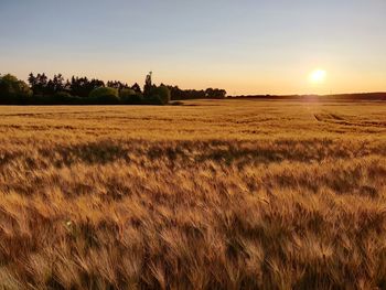 Scenic view of field against sky during sunset