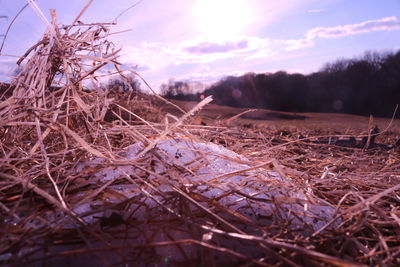 Close-up of hay in field