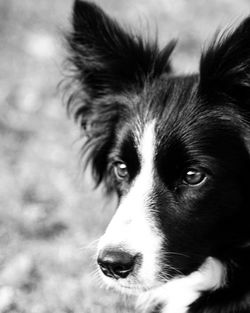 Close-up portrait of dog