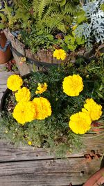 Close-up of yellow flowers on ground