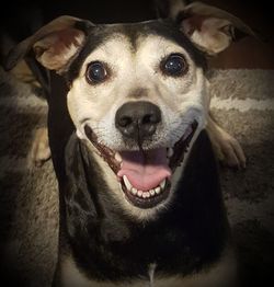 Close-up portrait of dog sticking out tongue