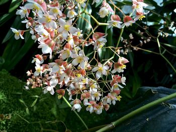 Close-up of flowers