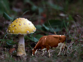 Close-up of mushroom on field