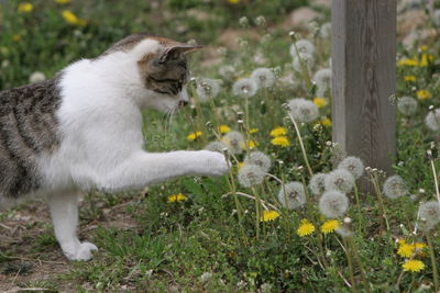 View of white cat with flowers