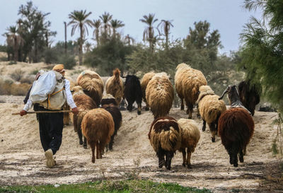 Rear view of shepherd walking with sheep on field