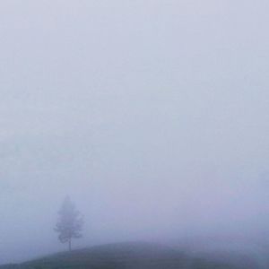 Trees on landscape against sky