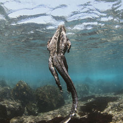 Turtle swimming in sea