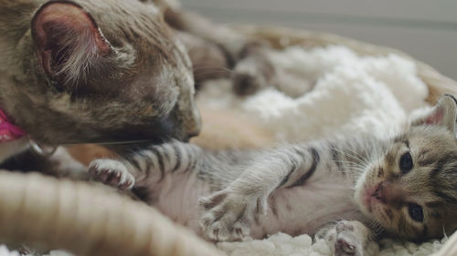 Close-up of cats resting